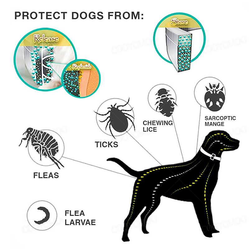 Köpek Anti pire ve kene yaka,  - Pet Immune Pir Sensor incelemesi ve fiyatı